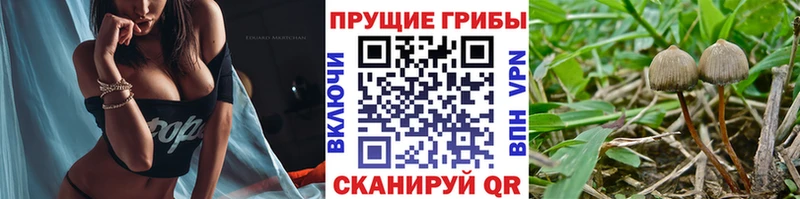 Купить где  Судак  Псилоцибиновые грибы Psilocybe 
